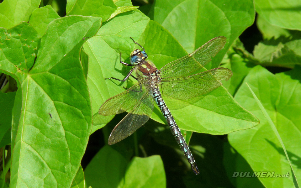 Hairy Hawker (Male, Brachytron pratense)